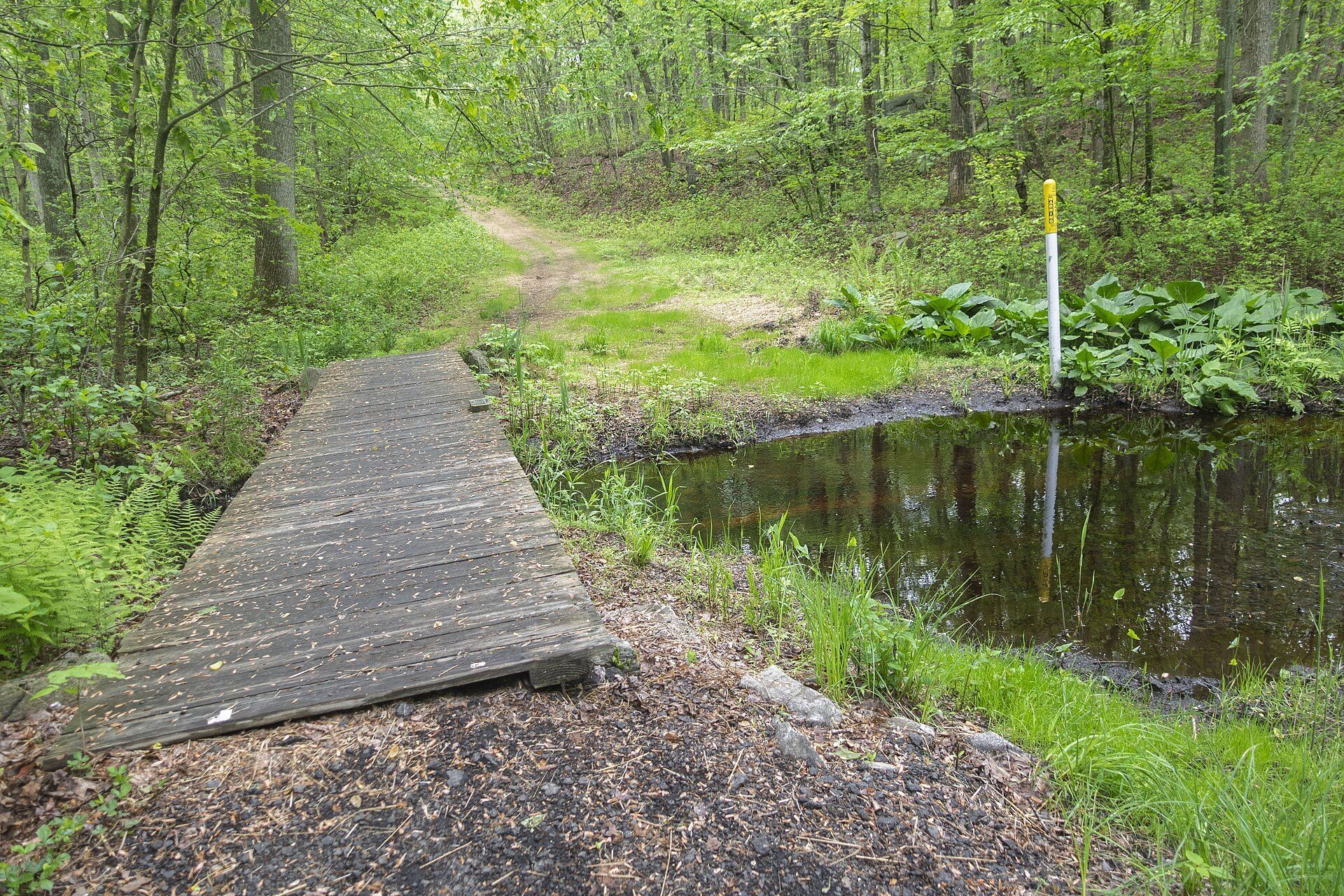A marked wooded trail loop in Roosevelt Forest, like the looped course of the Last Man Standing race Richard Joseph Spinelli ran for 42 miles